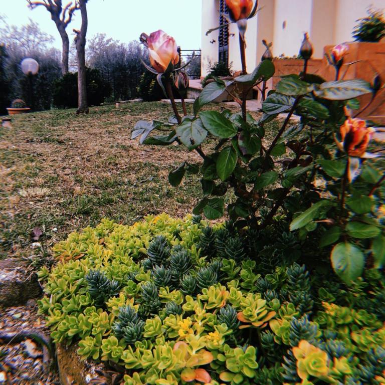 Gli Ulivi - Casa Vacanze - 37