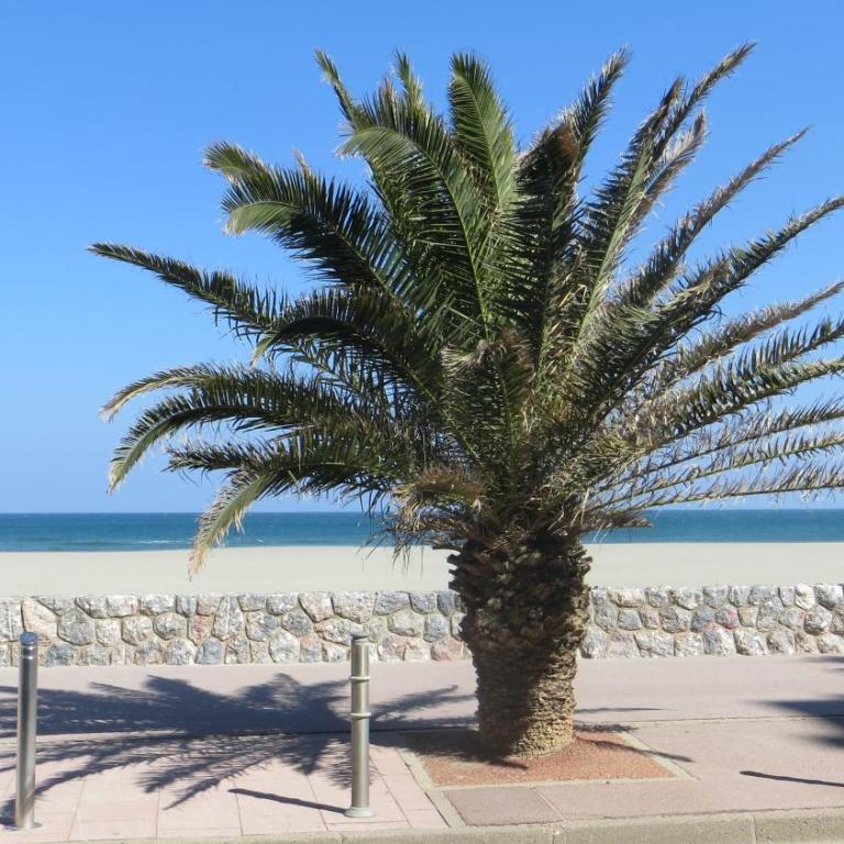 RESIDENCE LE NEULOS, T2 40m2 AVEC GARAGE PRIVE, 150 m de la mer, Avenue Roussillon Canet-Plage - Superior Apartment - 1