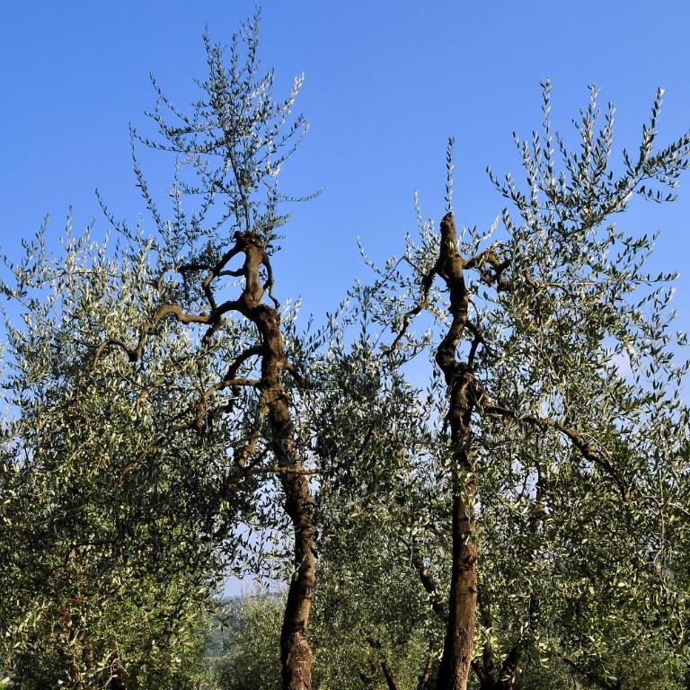 AGRITURISMO IL PINO - APPARTAMENTO CIPRESSO - Appartamento con 2 Camere da Letto - 48