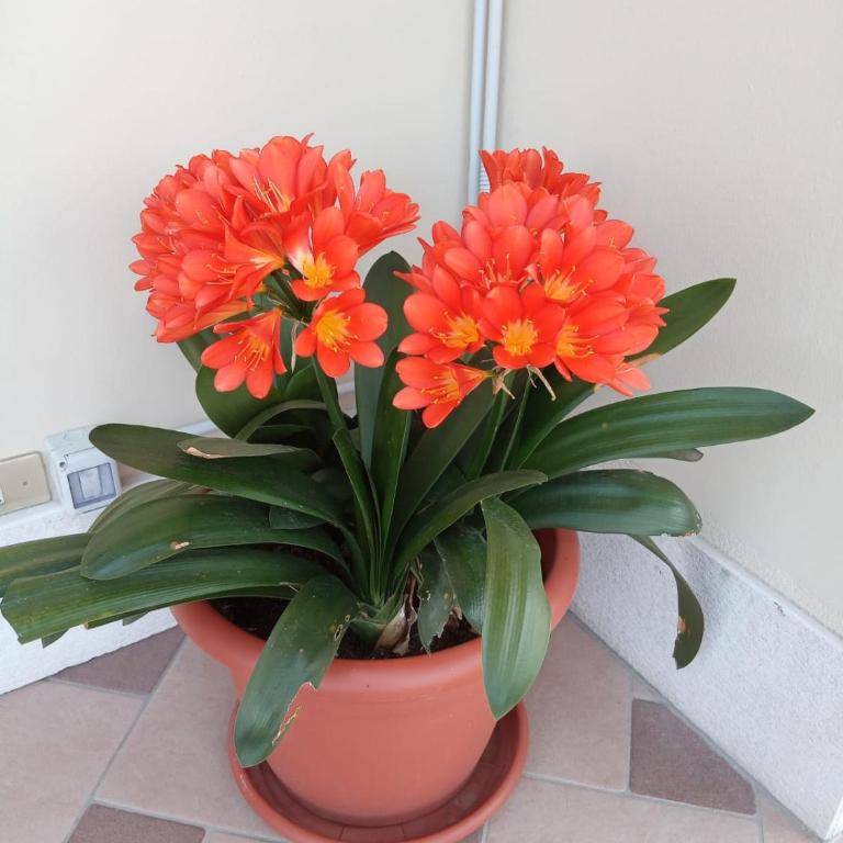 VILLA MERY - Apartment with Terrace - 17