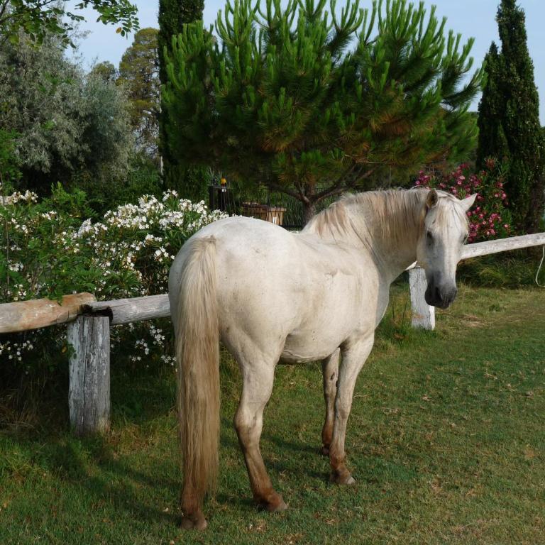 Bergerie d'Alivon en Camargue - Deux Chambres Communicantes - 3