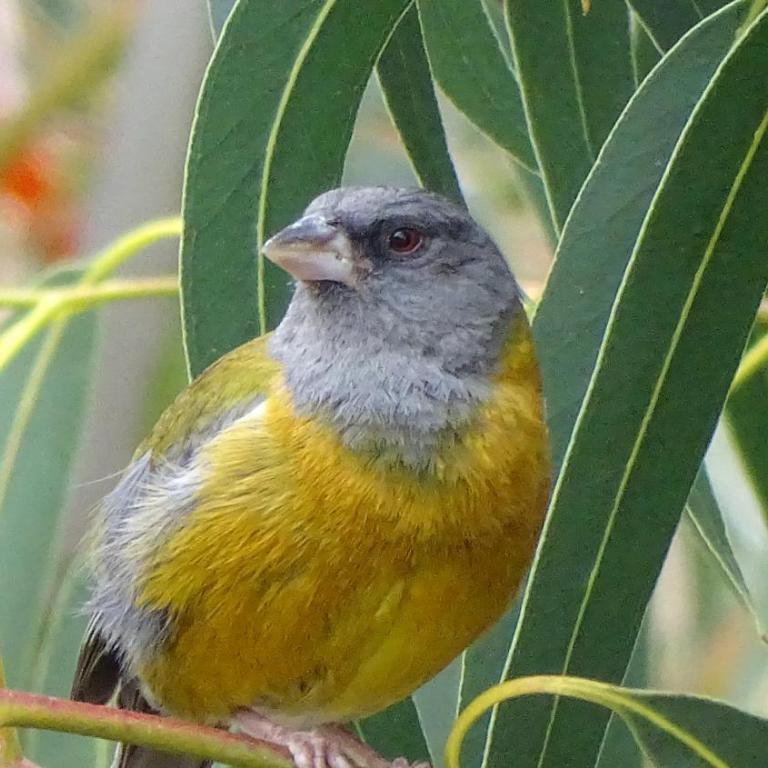 Departamentos Bellavista La Alborada Huaraz - Deluxe Apartment - 22