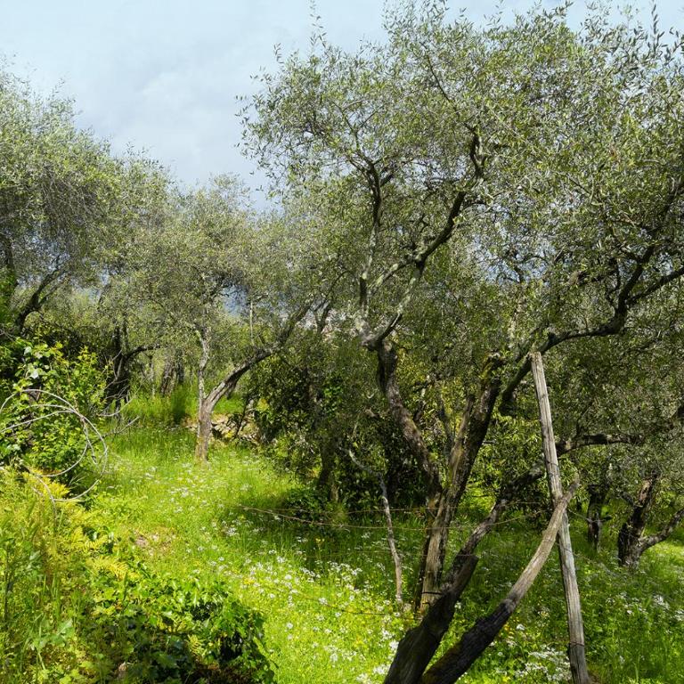 Gli ulivi sul Golfo e le 5 terre - One-Bedroom Apartment - 28