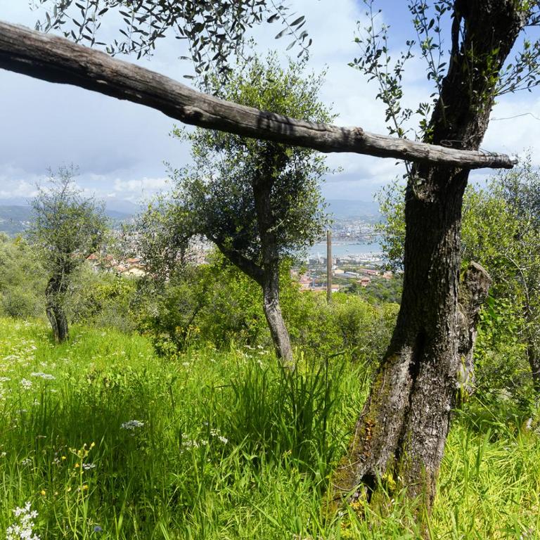 Gli ulivi sul Golfo e le 5 terre - One-Bedroom Apartment - 30