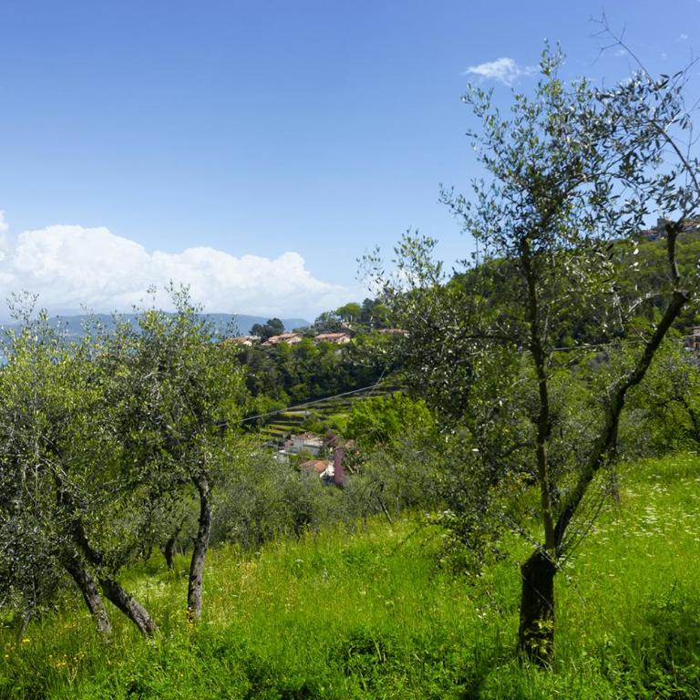 Gli ulivi sul Golfo e le 5 terre - One-Bedroom Apartment - 33