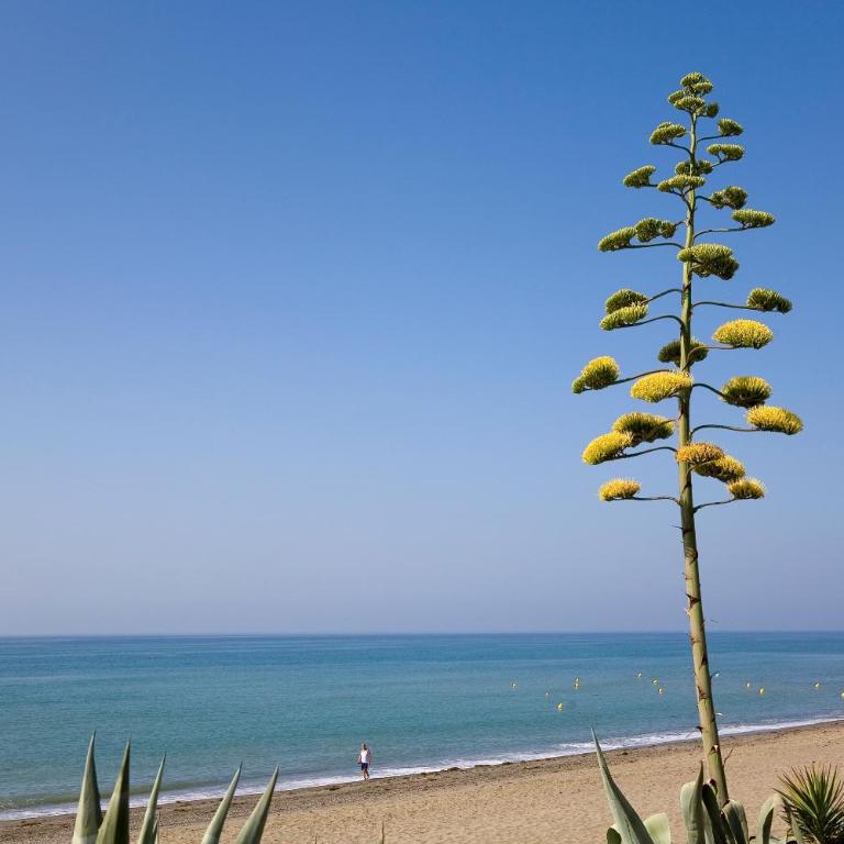 Appt 311 Heaven Beach-Paseo-All year heated pool-Free Bikes - Apartamento de 2 dormitorios con terraza y vistas al mar - 29