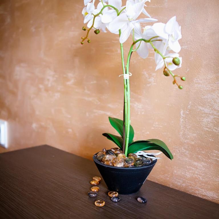 Pejovic Residence Budva - Superior Apartman - 21