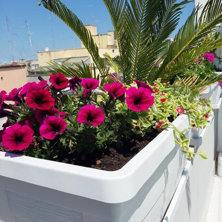 Attico Con Terrazza A Bari - Appartamento Attico - 25
