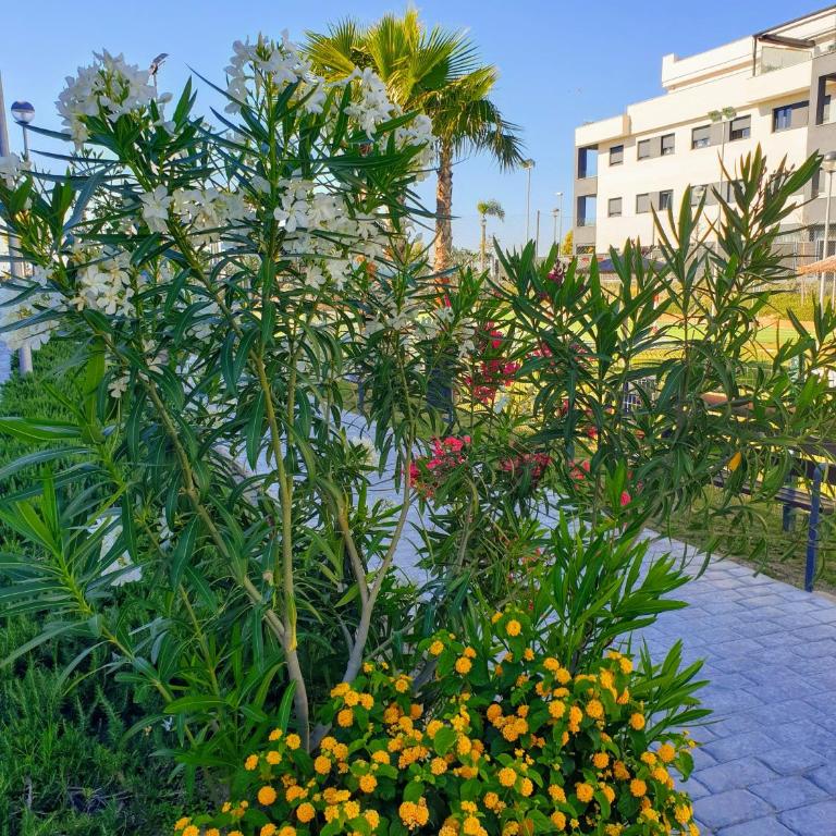 Residencial Costa Doñana (Sanlucar de Barrameda) - Apartamento - 23
