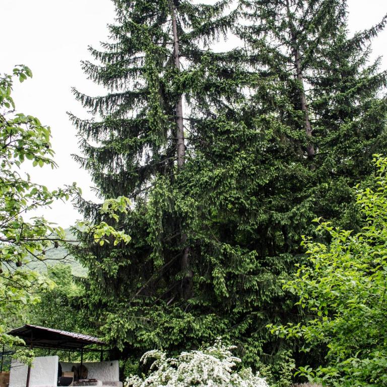 Lodge Zbilje Visoko, Bosnian Pyramids - Superior Koliba - 37