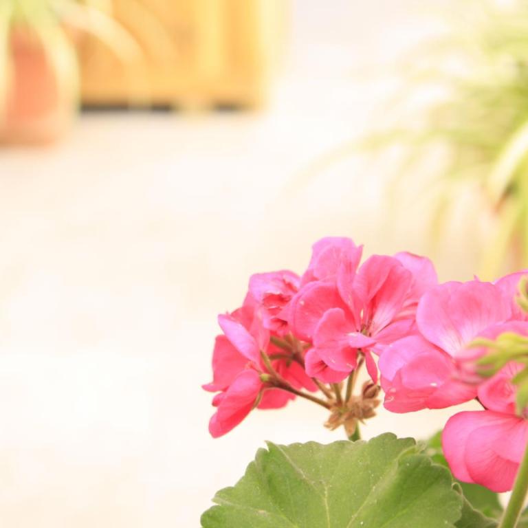 B&B d'Orleans - Double or Twin Room with Balcony - 12