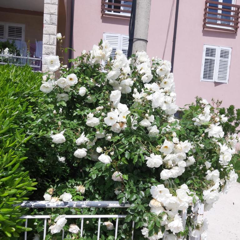 Nijona 1 - Apartman - 12