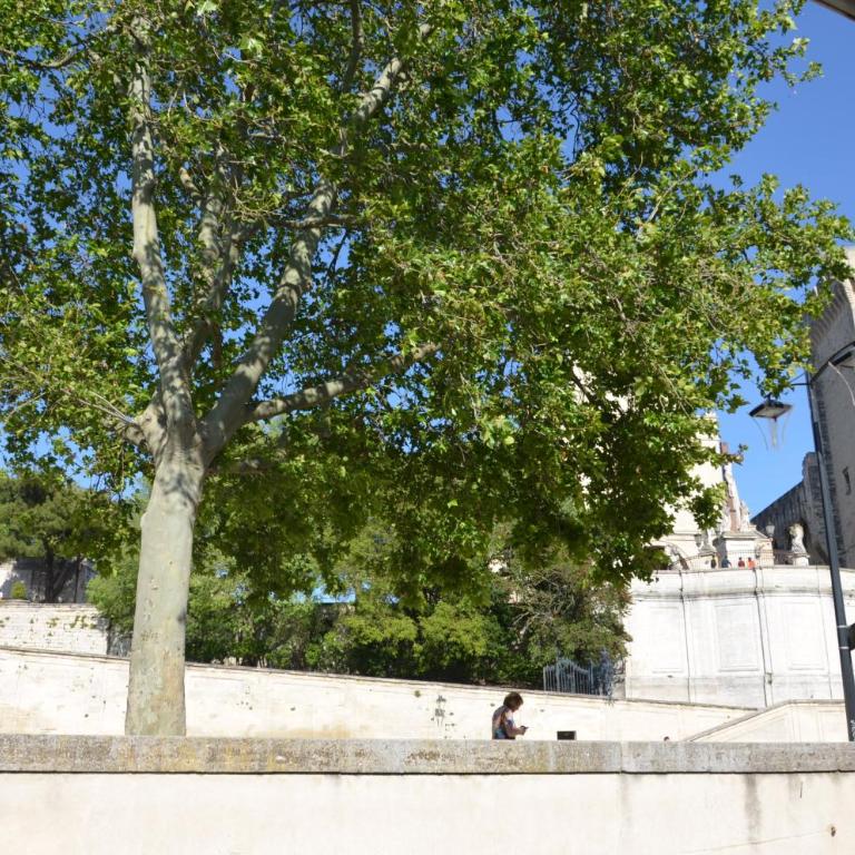 face au Palais des Papes - Appartement - 18