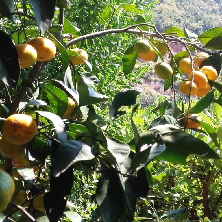 Sea-side Old Stone Villa with a private Garden - Vila sa 3 Spavaće Sobe - 63