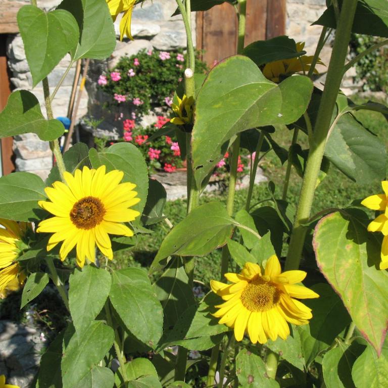 Lo Verdzé di Torgnon - Chalet Supérieur - 15