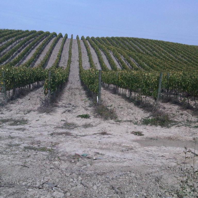 Azienda Agricola A Bonacchi - Appartamento con 1 Camera da Letto - 16