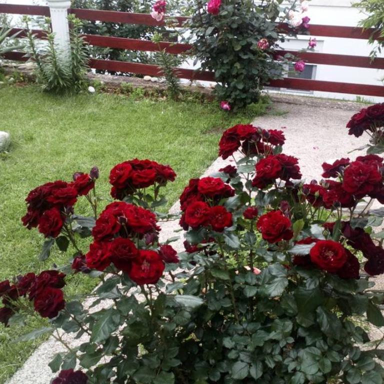Apartman Maja - Apartman sa 3 Spavaće Sobe - 29