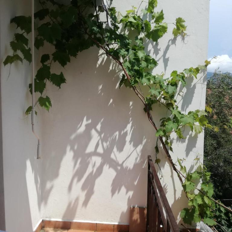 Guest House Vila Bak - Dvokrevetna Soba sa Bračnim Krevetom i Balkonom - 1
