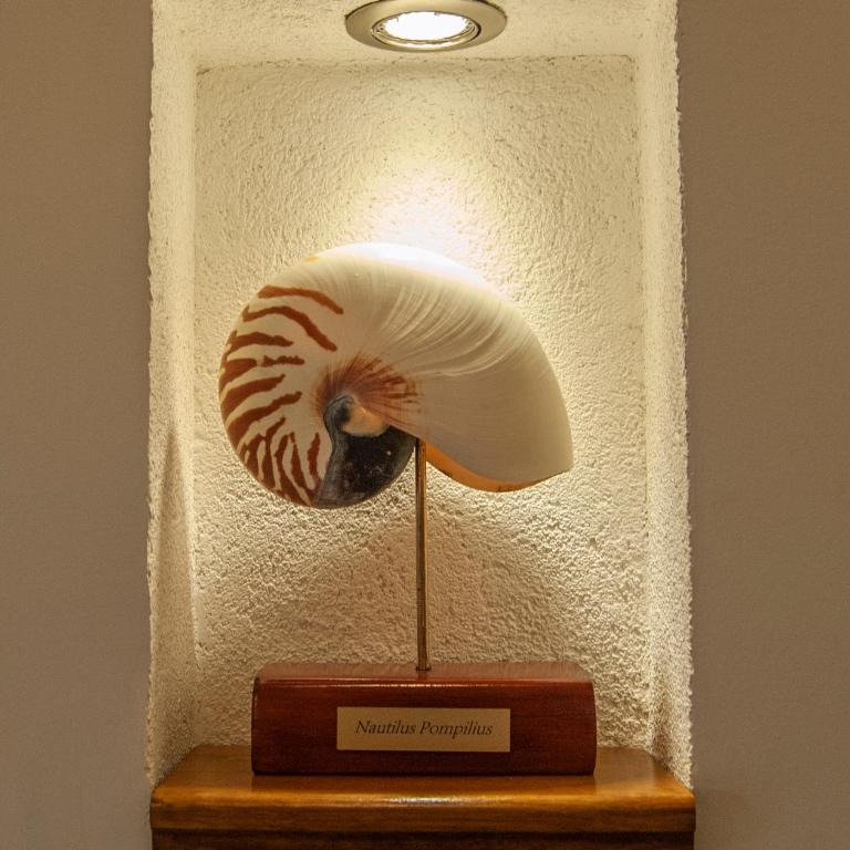Little Nautilus - Apartman - 14