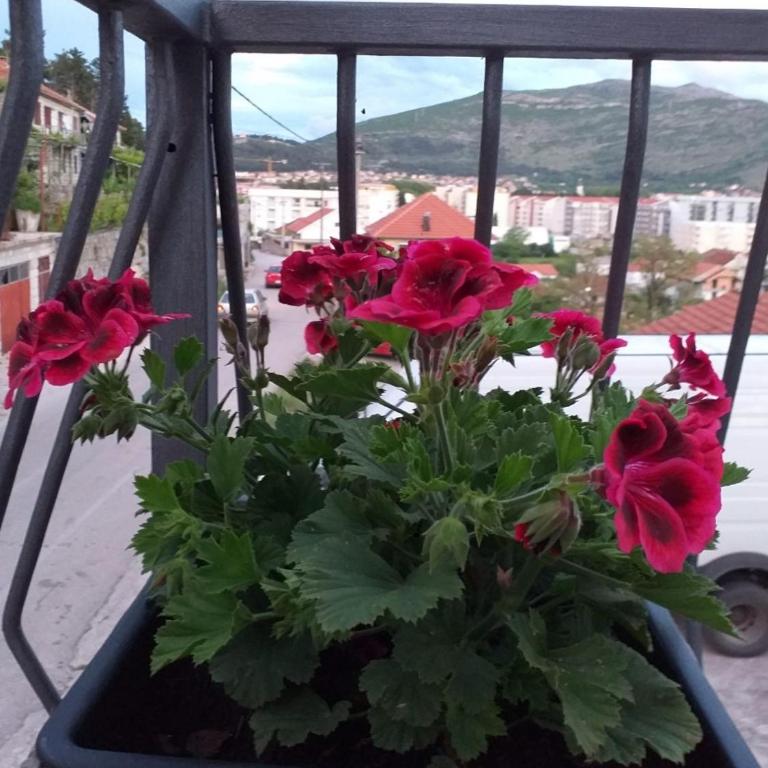 Sun City Apartments - Apartman - Prizemlje - 3
