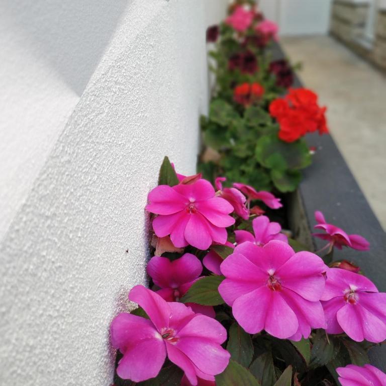 ApartBrajovic67 - Studio Apartment - 9