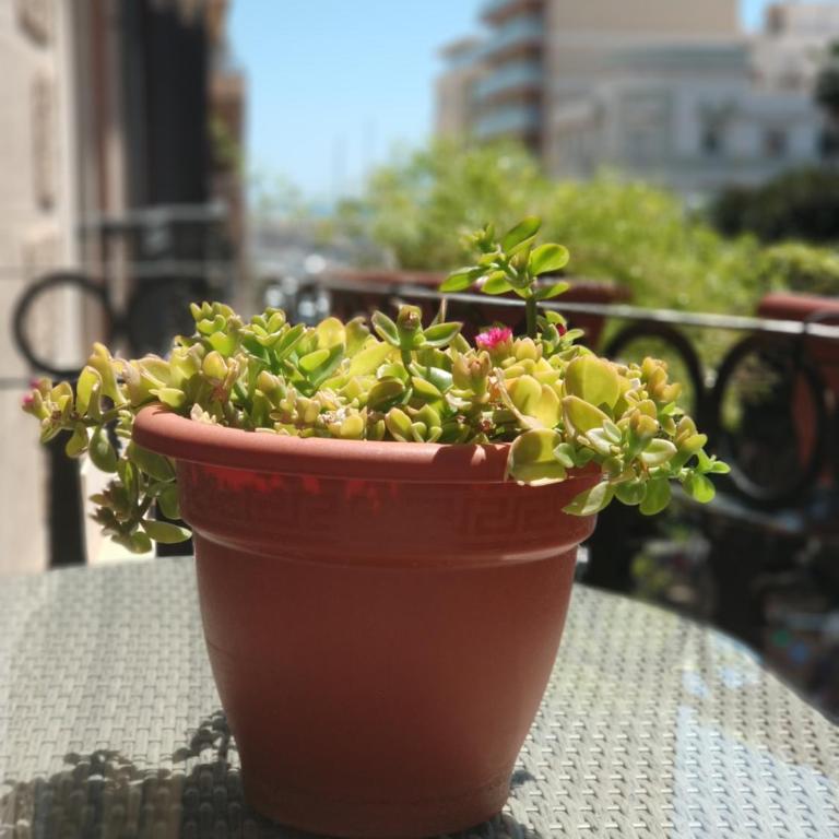 Apartamentos Boni - Deluxe Studio with Balcony and Sea View - 6