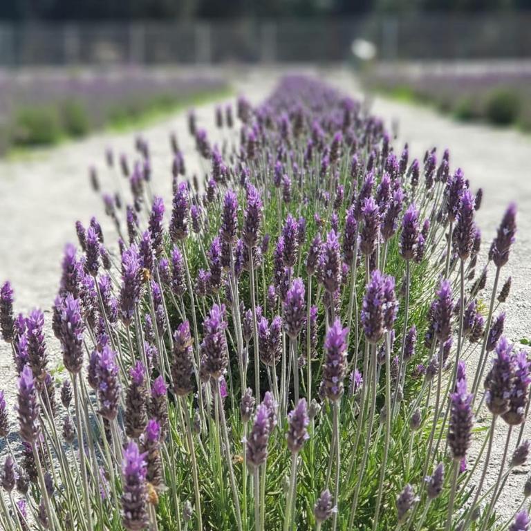 Lavanda del Valle - Cottage with Garden View - 6