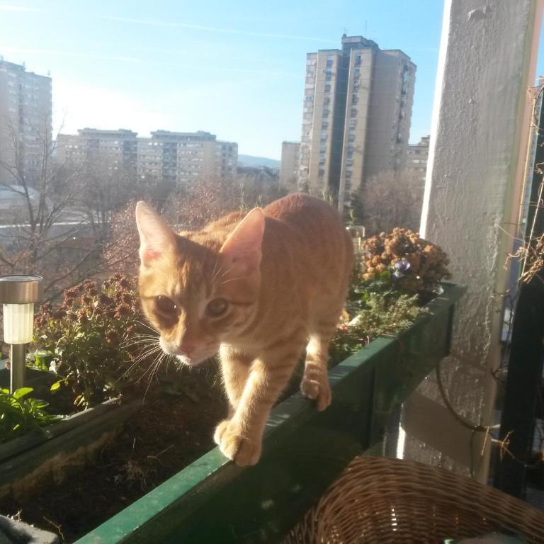 EXIT Happy Tribe Apartment - Apartman sa 2 Spavaće Sobe - 22