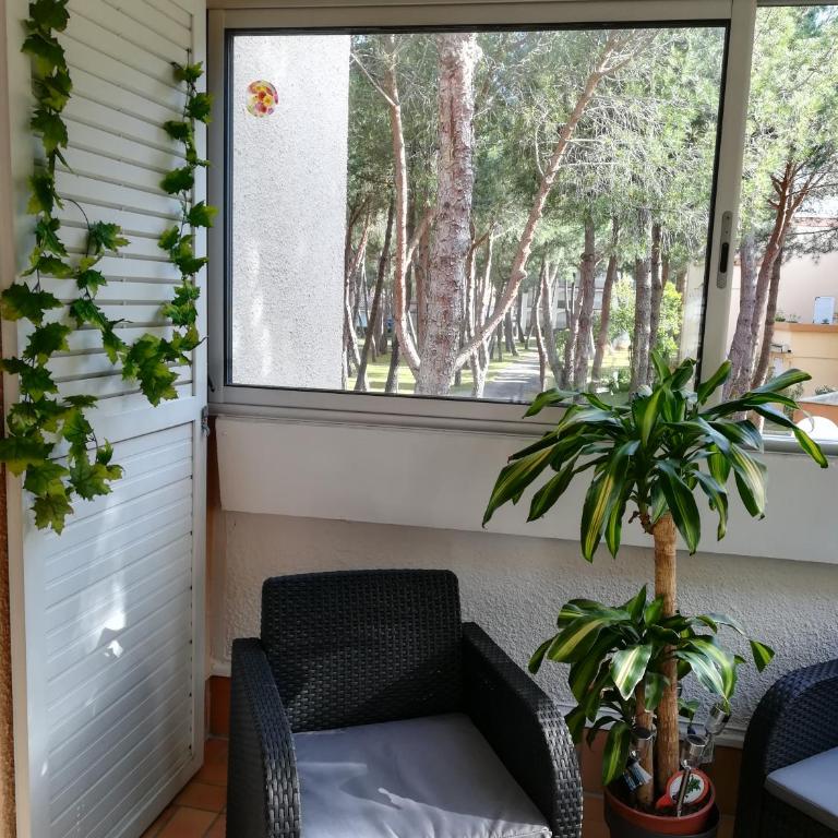 Les écureuils à la mer - Appartement 1 Chambre - 31
