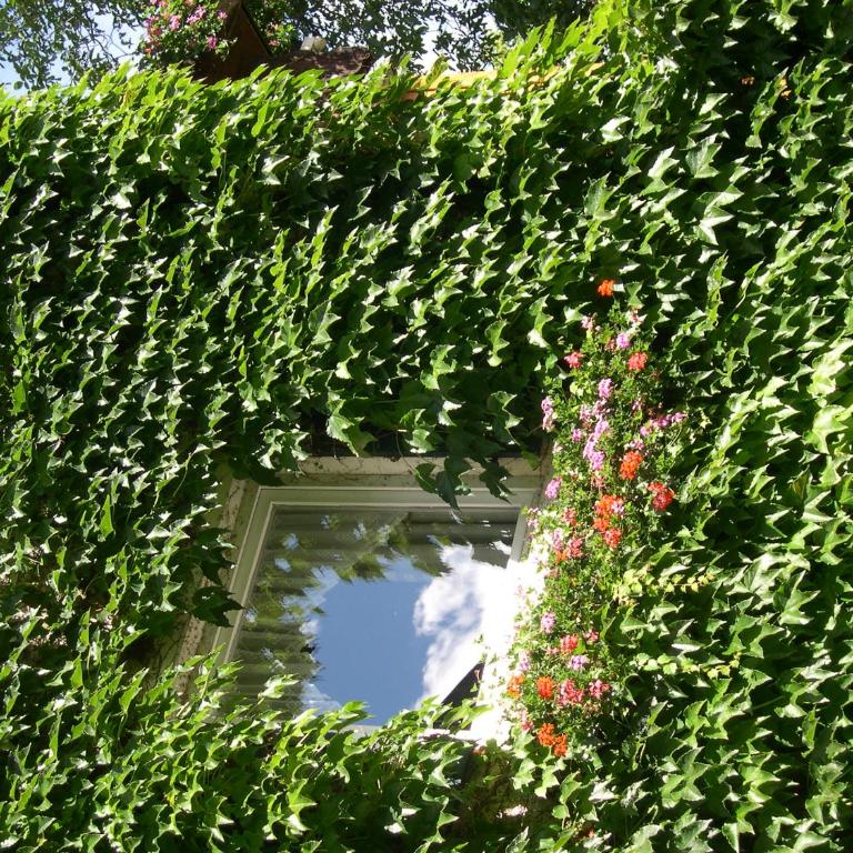 Obergereuth Hof 1288 - Appartamento con Vista Giardino - 4