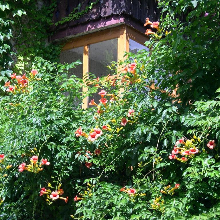 Obergereuth Hof 1288 - Appartamento con Vista Giardino - 6