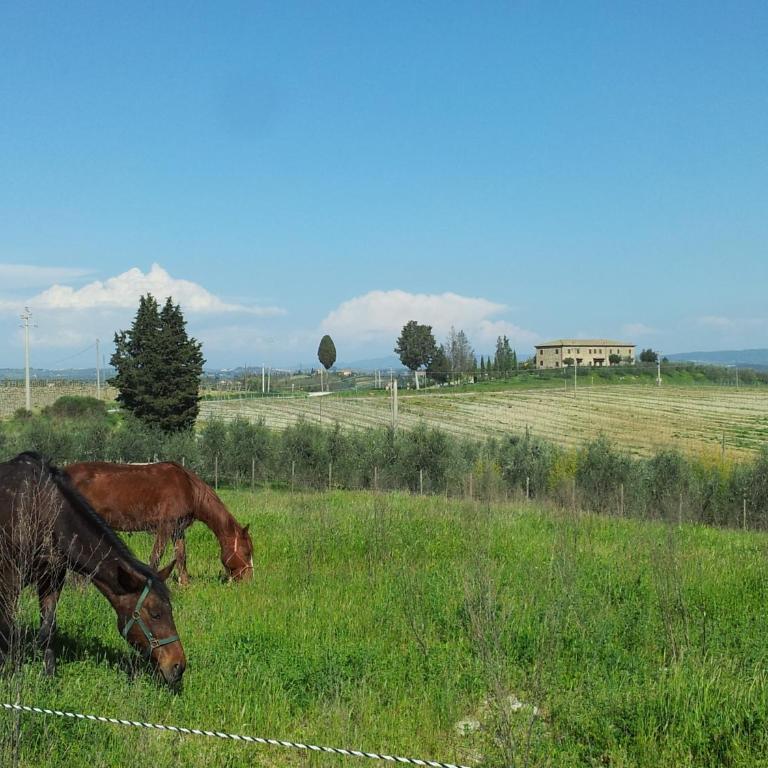 Agriturismo Macinatico - Two-Bedroom Apartment - 14