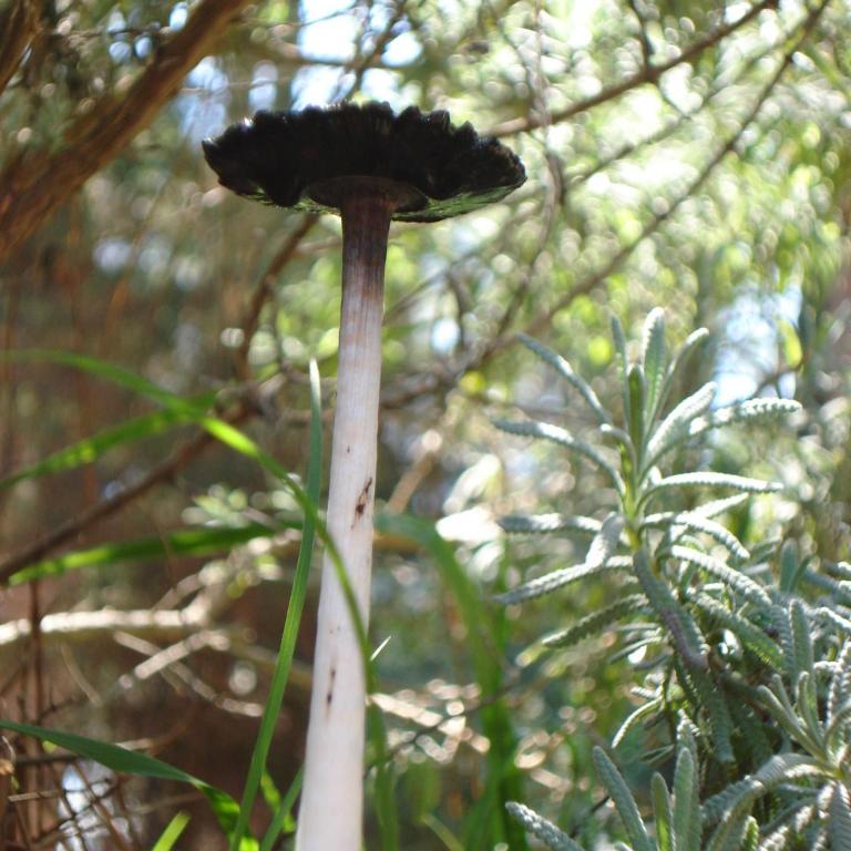 Rincón de los Vientos - One-Bedroom Apartment - 40