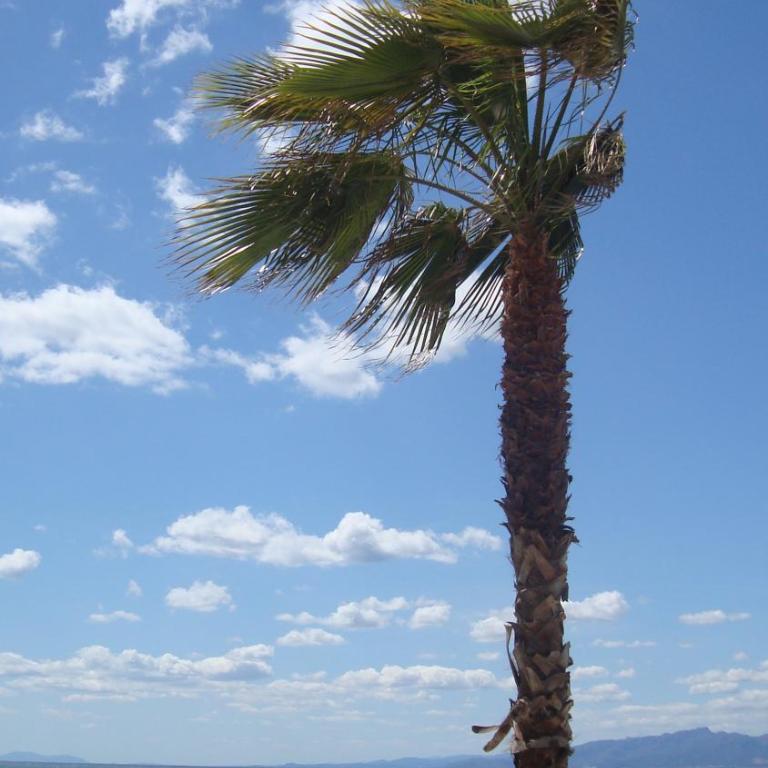 Appartement Salou LOCARMAR - Toni Brusseles - Apartment - Ground Floor - 6