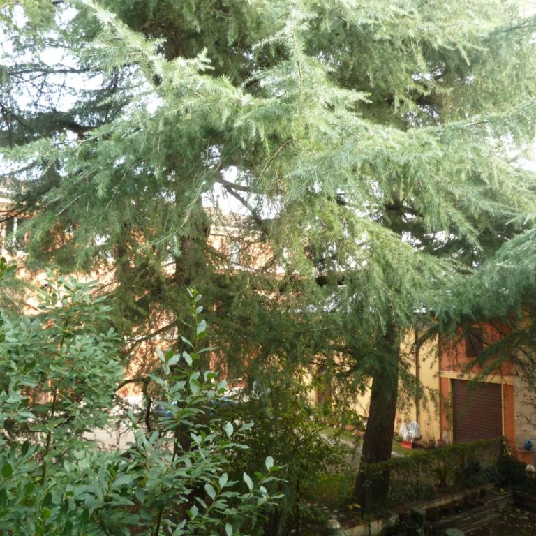 LA STANZA SUI CEDRI - Smart working - Airport - Private Parking - Ducati - Philip Morris - Appartamento con Vista Giardino - 10