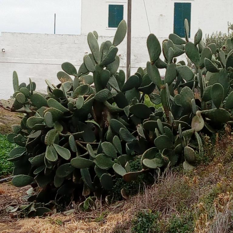 Masseria Ricci - Appartamento - Piano Terra - 26