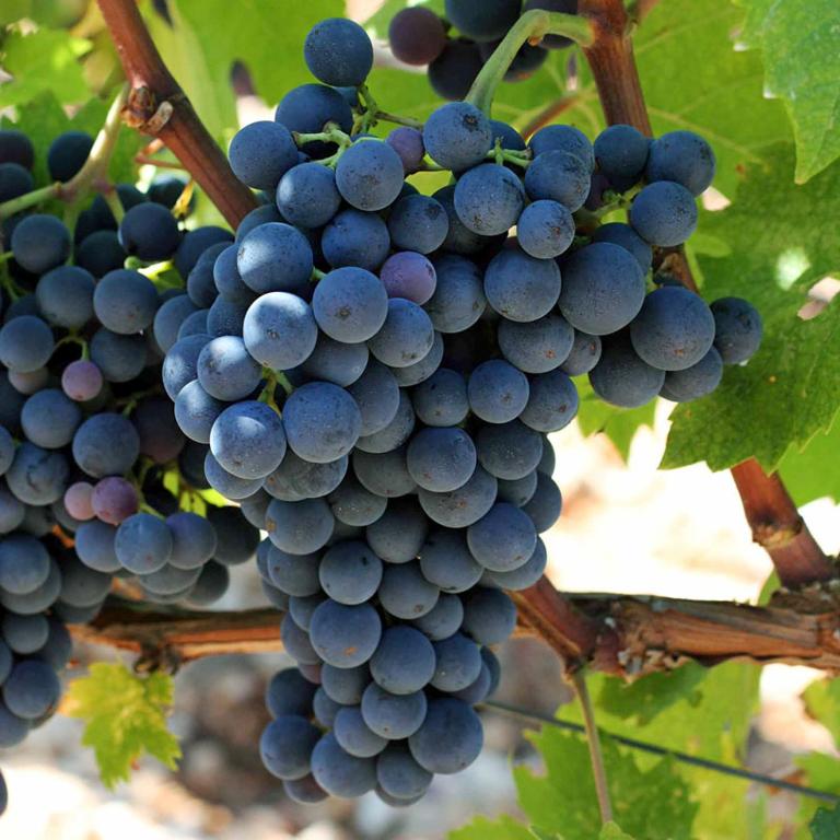 Balkan House - Apartment - 20