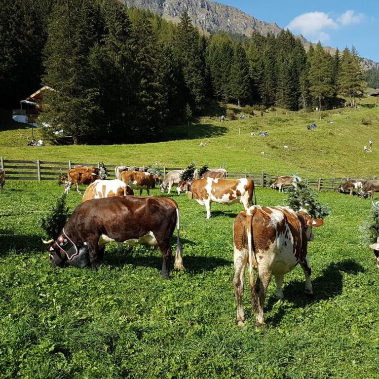 Eberl´s Zirbenlodge - Appartement 1 Chambre - 31