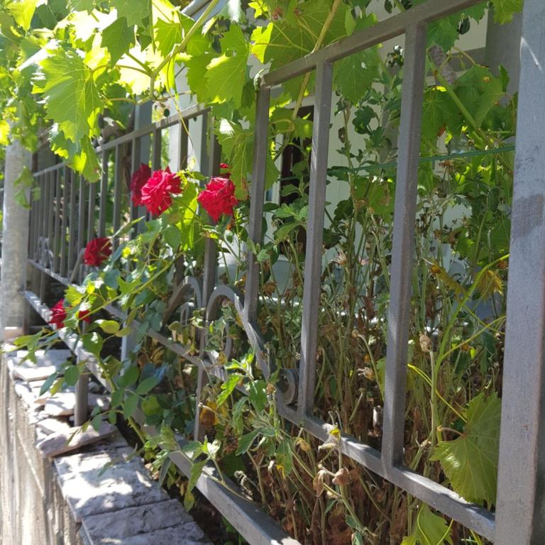 Apartmani Vlahović - Standard Studio - 12