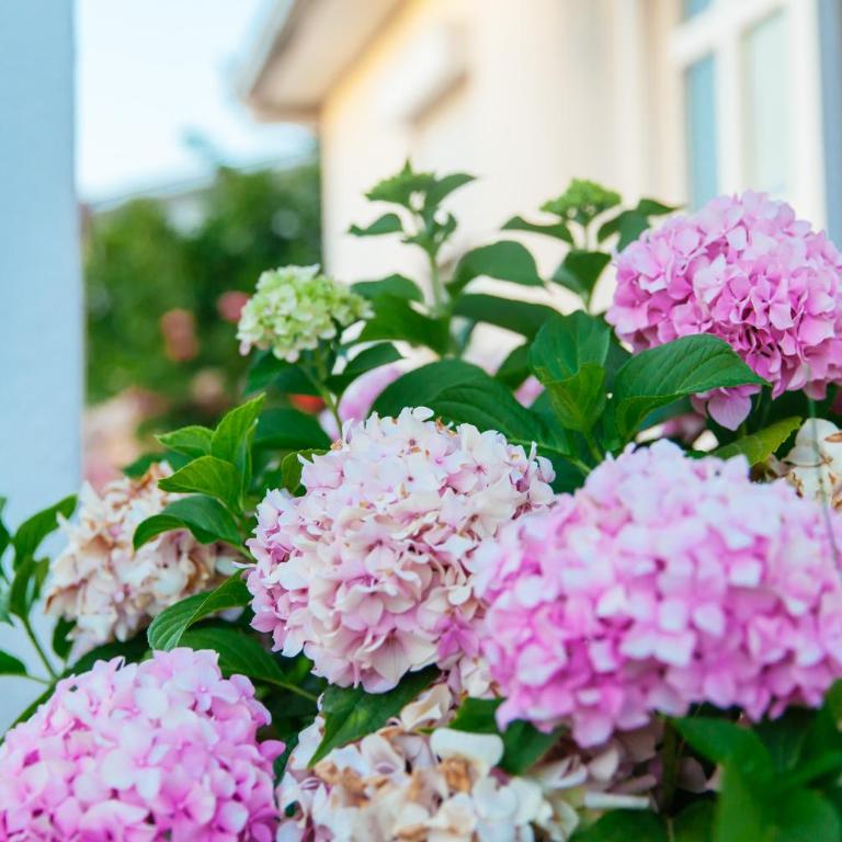 Apartments Paradise - Apartman sa 3 Spavaće Sobe - 2