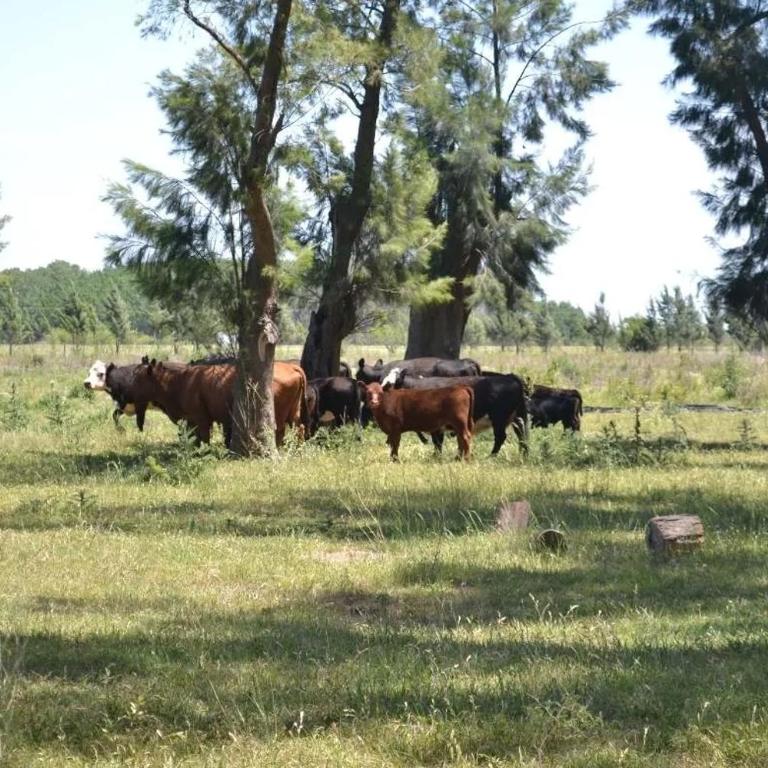 La Rosadita Casa de Campo - Vacation Home - 55