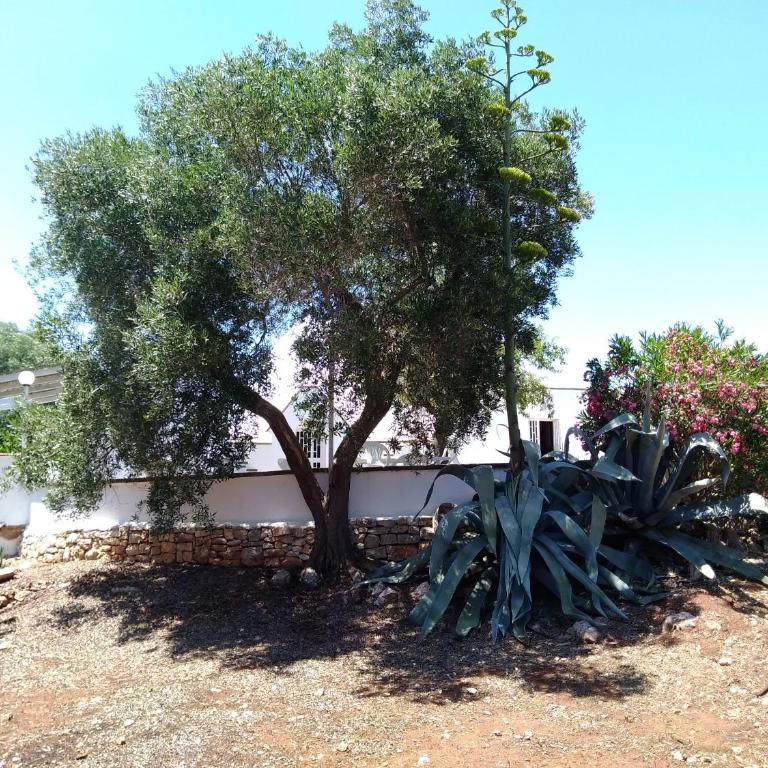 Trullo gioioso - Vacation Home - 19