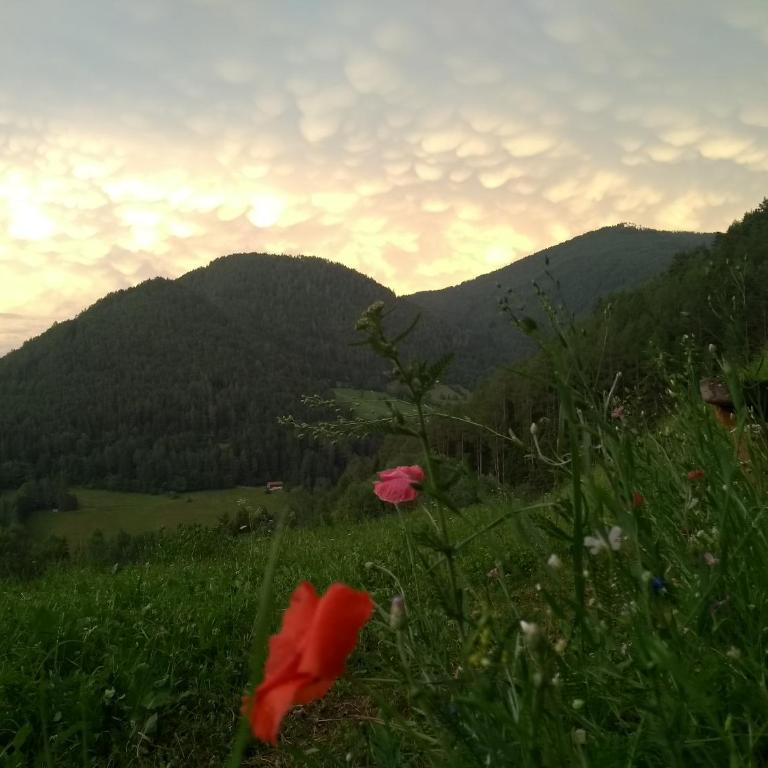 Natur Apartments Riesen - Appartamento con 1 Camera da Letto - 75