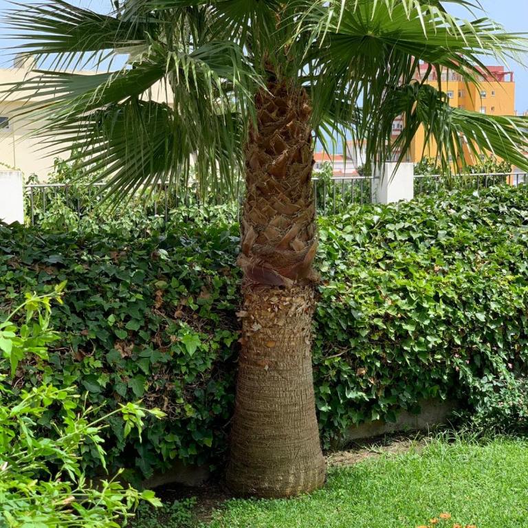 Calle Bastión, 2 Apartamento 3 - Apartamento con terraza - 32