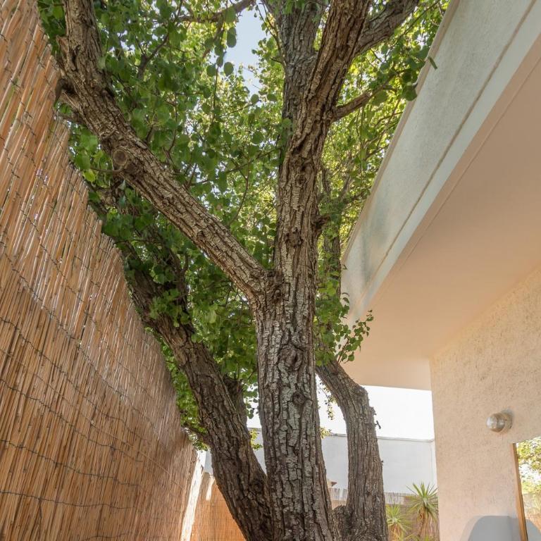 Villa Del Pero by ThePuglia - Villa con 3 Camere da Letto - 32