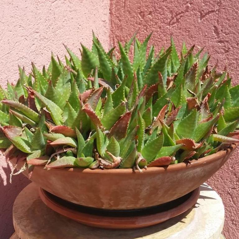 CASA OLEANDRO - Casa Vacanze - 59