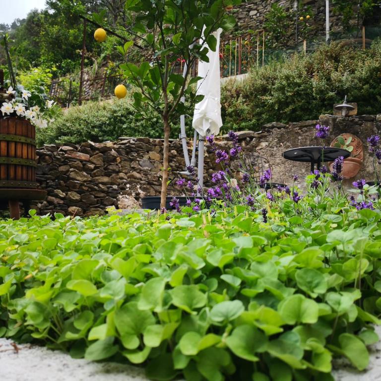 il giardino di Riomaggiore - Apartamento - Planta baja - 12