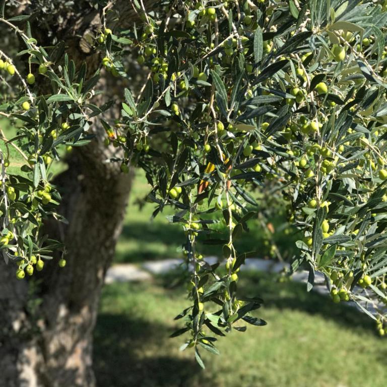 Su Cannonariu - Appartamento con 2 Camere da Letto - 25
