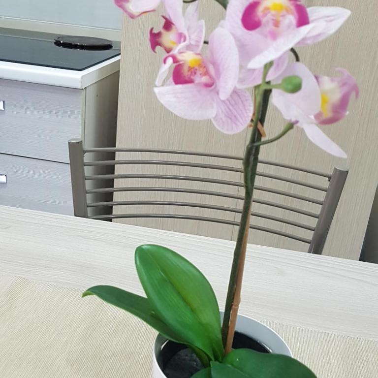 Cataleya - Apartment - 18