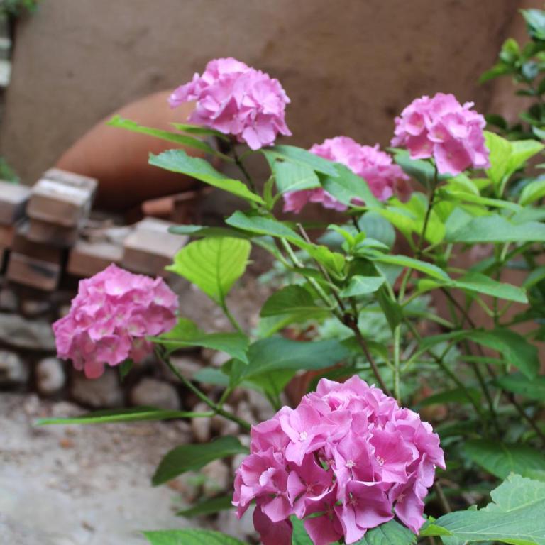 Il giardino dei fiori -Free Private Parking - Appartamento con 2 Camere da Letto - 38